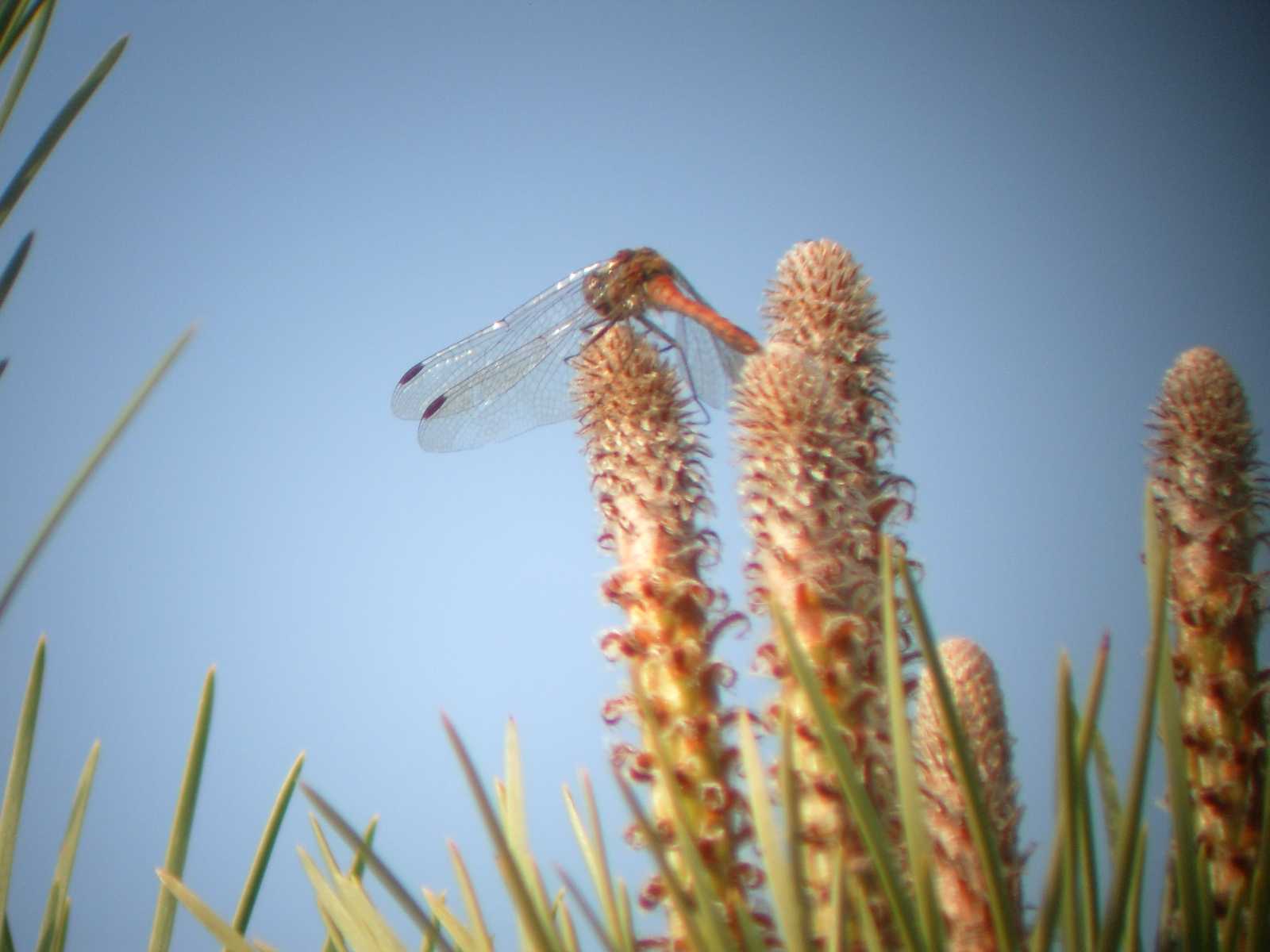 Sympetrum probabile...